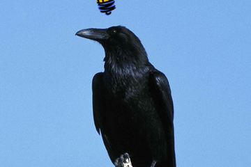 Le ciel est bleu, on voit un corbeau perché sur une branche. Il semble avoir une idée car une ampoule jaune allumée est au dessus de sa tête.