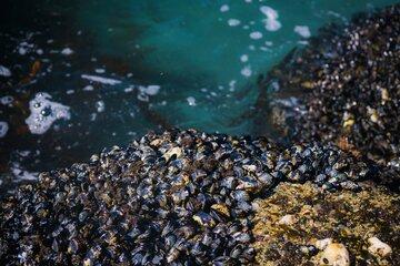 Bouquet de moules sur un rocher au bord de l'eau