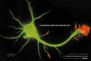 Le cerveau dans tous ses éclats Croissance d'un neurone dans la boîte de pétri