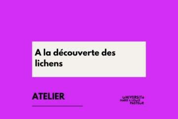 A la découverte des lichens