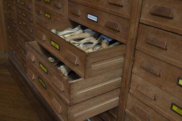 Tiroir d'ossements animaux, salle d'Anatomie Comparée, IPH