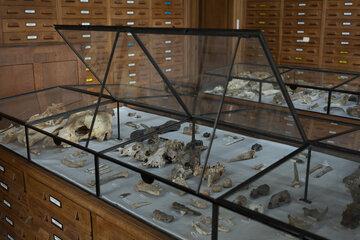 Salle d'Anatomie Comparée, Institut de Paléontologie Humaine Os de faune, salle d'Anatomie Comparée, IPH