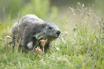 Photographie d'une marmotte alpine