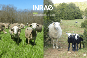 Moutons de la Fage