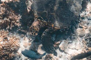 Tortue imbriquée en nourrissage, observation et prise de vue avec les élèves, en mer.