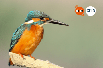 Les oiseaux, pas si bêtes !