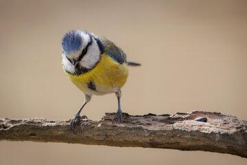 Mésange bleue 