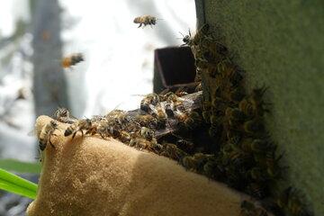 Abeilles Apis Mellifera au Grand Port Maritime de Guyane