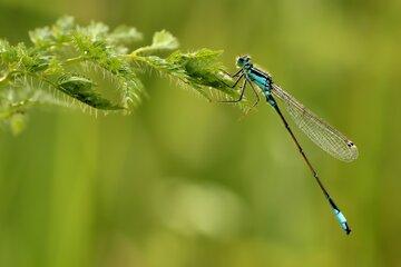 Libellule