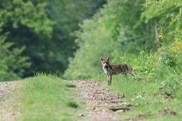 Renard dans la nature