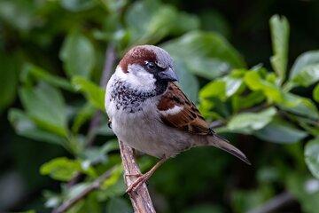 Moineau eurasien