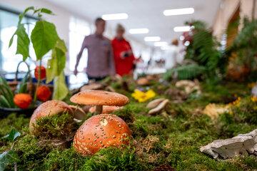 Champignons