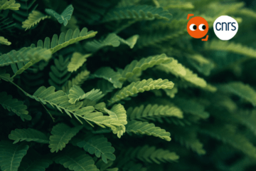 Plantes intelligentes ?