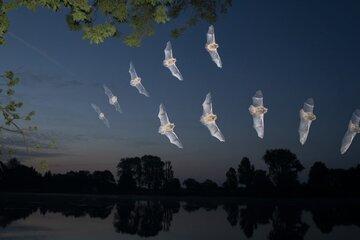 chauves-souris