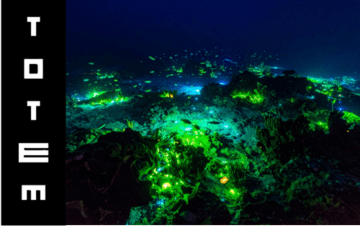 totem bioluminescence nuit du totem