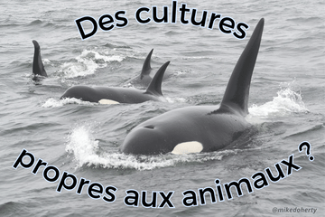 Groupe d'orque dans l'océan