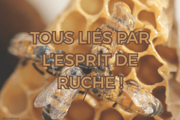 Abeilles sur les alvéoles d'une ruche