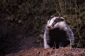 Tous les animaux sont intelligents Blaireau dans son écosystème