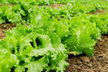 Plants de laitue poussant dans un champ