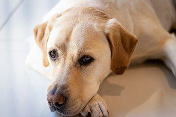 Un labrador couleur sable allongé sur le sol