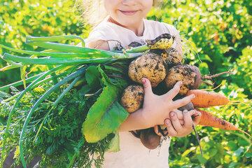 Enfant qui tient des betteraves et carottes