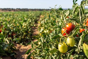 Champ tomates