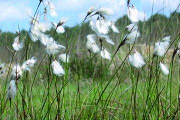 Linaigrette