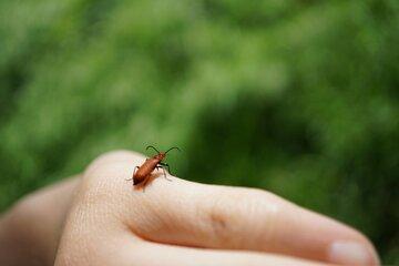 Un petit insecte sur la main d'une personne