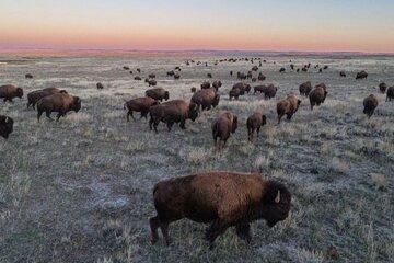 La grande prairie, le pacte du bison
