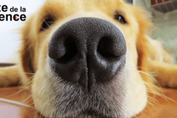 Les super pouvoirs des chiens