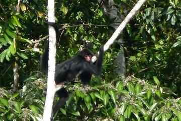 Singe atèle sur une branche