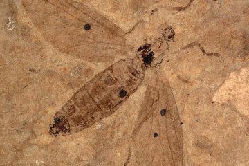 Insecte fossile