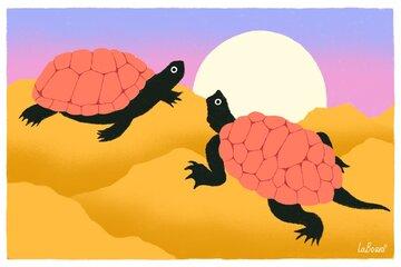 dessin de deux tortues