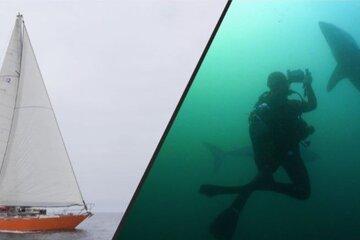 Voilier Parsifal et plongée requin