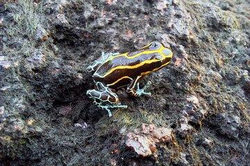 Dendrobate