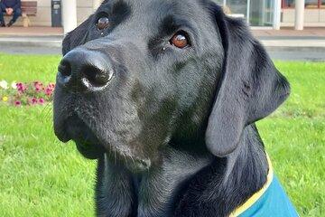 Labrador noir avec dossard bleu