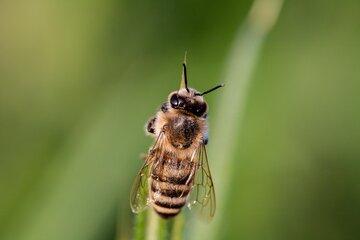 image insecte