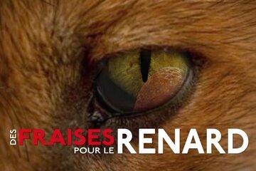 DES FRAISES POUR LE RENARD