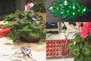 Musique des plantes