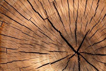 tronc arbre