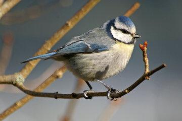 Mésange bleue