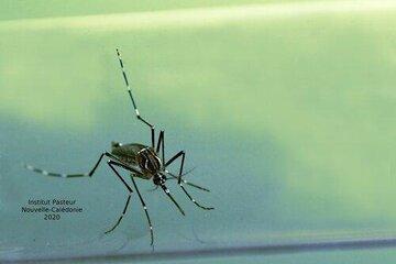 Aedes aegypti
