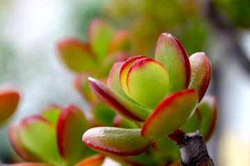 plante