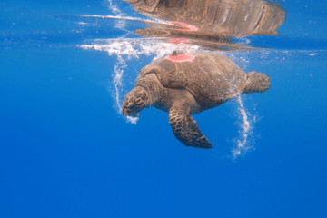 Croupette Tortue imbriquée équipée d'une balise Argos.