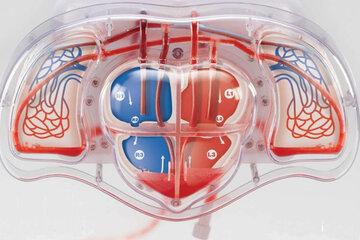 Système cardio-vasculaire