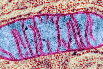 Mitochondrie
