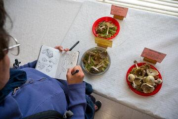 Champignons et croquis