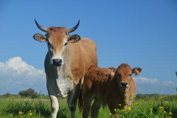 Une vache maraîchine et son veau au pâturage