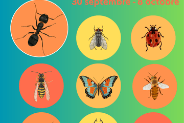 Fourmis & Cie Fourmis & Cie