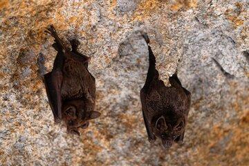 Les chauves-souris